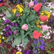 ヒメ日記 2025/04/15 13:52 投稿 斉藤恵 セレブショップ新宿（東京ハレ系）