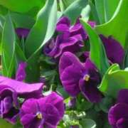 ヒメ日記 2025/04/16 07:15 投稿 斉藤恵 セレブショップ新宿（東京ハレ系）