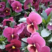 ヒメ日記 2025/04/16 23:02 投稿 斉藤恵 セレブショップ新宿（東京ハレ系）