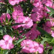 ヒメ日記 2025/04/17 04:59 投稿 斉藤恵 セレブショップ新宿（東京ハレ系）