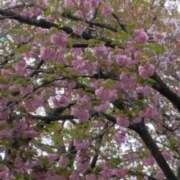 ヒメ日記 2025/04/18 11:31 投稿 斉藤恵 セレブショップ新宿（東京ハレ系）