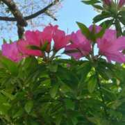 ヒメ日記 2025/04/18 11:38 投稿 斉藤恵 セレブショップ新宿（東京ハレ系）