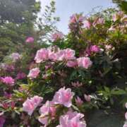 ヒメ日記 2025/04/18 15:35 投稿 斉藤恵 セレブショップ新宿（東京ハレ系）