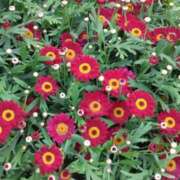 ヒメ日記 2025/04/19 20:45 投稿 斉藤恵 セレブショップ新宿（東京ハレ系）