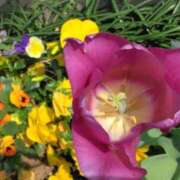 ヒメ日記 2025/04/20 07:15 投稿 斉藤恵 セレブショップ新宿（東京ハレ系）