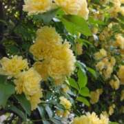 ヒメ日記 2025/04/20 19:30 投稿 斉藤恵 セレブショップ新宿（東京ハレ系）