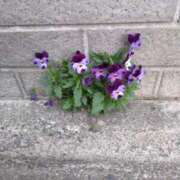 ヒメ日記 2025/04/21 14:56 投稿 斉藤恵 セレブショップ新宿（東京ハレ系）