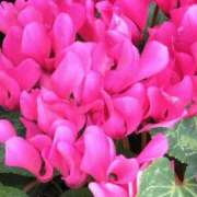 ヒメ日記 2025/04/22 10:47 投稿 斉藤恵 セレブショップ新宿（東京ハレ系）