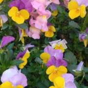 ヒメ日記 2025/04/22 10:57 投稿 斉藤恵 セレブショップ新宿（東京ハレ系）