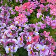 ヒメ日記 2025/04/22 15:12 投稿 斉藤恵 セレブショップ新宿（東京ハレ系）