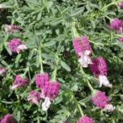 ヒメ日記 2025/04/23 18:31 投稿 斉藤恵 セレブショップ新宿（東京ハレ系）