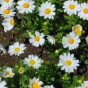 ヒメ日記 2025/04/23 23:15 投稿 斉藤恵 セレブショップ新宿（東京ハレ系）