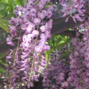 ヒメ日記 2025/04/24 19:02 投稿 斉藤恵 セレブショップ新宿（東京ハレ系）