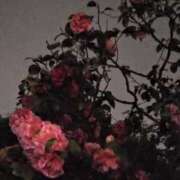 ヒメ日記 2025/04/24 22:31 投稿 斉藤恵 セレブショップ新宿（東京ハレ系）