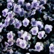 ヒメ日記 2025/04/25 21:30 投稿 斉藤恵 セレブショップ新宿（東京ハレ系）