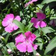 ヒメ日記 2025/04/26 00:15 投稿 斉藤恵 セレブショップ新宿（東京ハレ系）