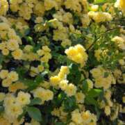 ヒメ日記 2025/04/26 06:04 投稿 斉藤恵 セレブショップ新宿（東京ハレ系）