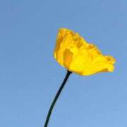 ヒメ日記 2025/04/26 09:45 投稿 斉藤恵 セレブショップ新宿（東京ハレ系）