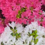 ヒメ日記 2025/04/26 16:22 投稿 斉藤恵 セレブショップ新宿（東京ハレ系）