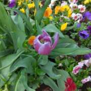 ヒメ日記 2025/04/29 04:07 投稿 斉藤恵 セレブショップ新宿（東京ハレ系）