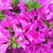 ヒメ日記 2025/04/30 10:03 投稿 斉藤恵 セレブショップ新宿（東京ハレ系）