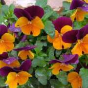 ヒメ日記 2025/05/01 00:45 投稿 斉藤恵 セレブショップ新宿（東京ハレ系）