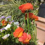 ヒメ日記 2025/05/01 16:48 投稿 斉藤恵 セレブショップ新宿（東京ハレ系）