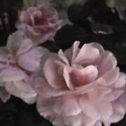 ヒメ日記 2025/05/01 20:32 投稿 斉藤恵 セレブショップ新宿（東京ハレ系）