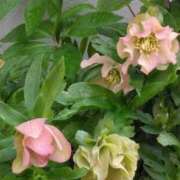 ヒメ日記 2025/05/02 05:06 投稿 斉藤恵 セレブショップ新宿（東京ハレ系）