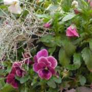 ヒメ日記 2025/05/02 10:42 投稿 斉藤恵 セレブショップ新宿（東京ハレ系）