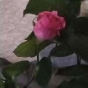 ヒメ日記 2025/05/03 03:26 投稿 斉藤恵 セレブショップ新宿（東京ハレ系）