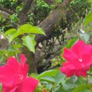 ヒメ日記 2025/05/03 16:42 投稿 斉藤恵 セレブショップ新宿（東京ハレ系）