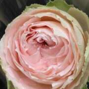 ヒメ日記 2025/05/04 10:00 投稿 斉藤恵 セレブショップ新宿（東京ハレ系）