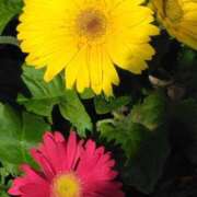 ヒメ日記 2025/05/04 21:39 投稿 斉藤恵 セレブショップ新宿（東京ハレ系）