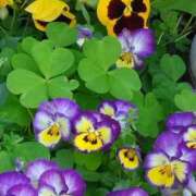 ヒメ日記 2025/05/05 01:30 投稿 斉藤恵 セレブショップ新宿（東京ハレ系）