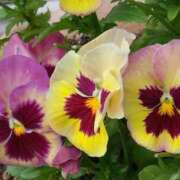 ヒメ日記 2025/05/05 15:02 投稿 斉藤恵 セレブショップ新宿（東京ハレ系）