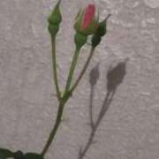 ヒメ日記 2025/05/06 01:30 投稿 斉藤恵 セレブショップ新宿（東京ハレ系）