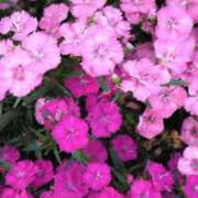 ヒメ日記 2025/05/07 17:31 投稿 斉藤恵 セレブショップ新宿（東京ハレ系）