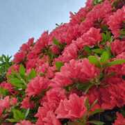 ヒメ日記 2025/05/08 10:58 投稿 斉藤恵 セレブショップ新宿（東京ハレ系）