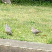 ヒメ日記 2025/05/09 15:58 投稿 斉藤恵 セレブショップ新宿（東京ハレ系）