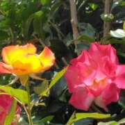 ヒメ日記 2025/05/10 20:02 投稿 斉藤恵 セレブショップ新宿（東京ハレ系）