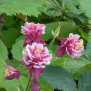 ヒメ日記 2025/05/11 07:15 投稿 斉藤恵 セレブショップ新宿（東京ハレ系）