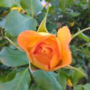 ヒメ日記 2025/05/11 18:31 投稿 斉藤恵 セレブショップ新宿（東京ハレ系）