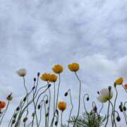 ヒメ日記 2025/05/12 12:17 投稿 斉藤恵 セレブショップ新宿（東京ハレ系）