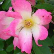 ヒメ日記 2025/05/12 23:00 投稿 斉藤恵 セレブショップ新宿（東京ハレ系）