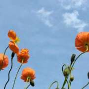 ヒメ日記 2025/05/13 11:01 投稿 斉藤恵 セレブショップ新宿（東京ハレ系）