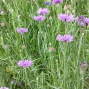 ヒメ日記 2025/05/14 05:28 投稿 斉藤恵 セレブショップ新宿（東京ハレ系）