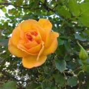 ヒメ日記 2025/05/17 11:01 投稿 斉藤恵 セレブショップ新宿（東京ハレ系）