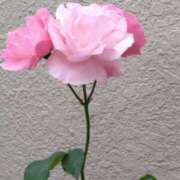 ヒメ日記 2025/05/17 22:45 投稿 斉藤恵 セレブショップ新宿（東京ハレ系）