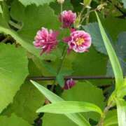 ヒメ日記 2025/05/18 07:15 投稿 斉藤恵 セレブショップ新宿（東京ハレ系）